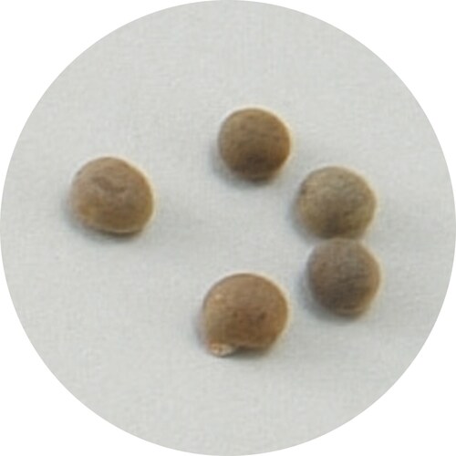 野菜の種オクラ