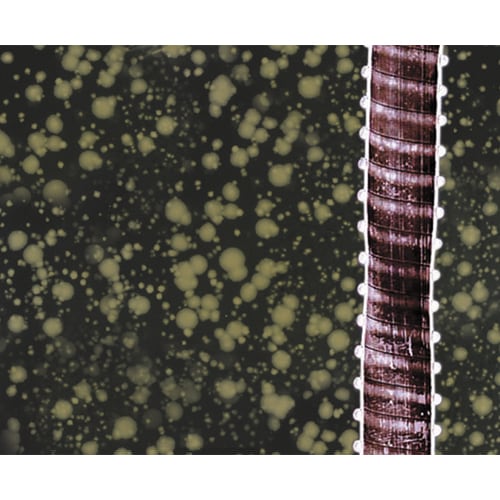 バスポンプ用抗菌ホースEA345G−20