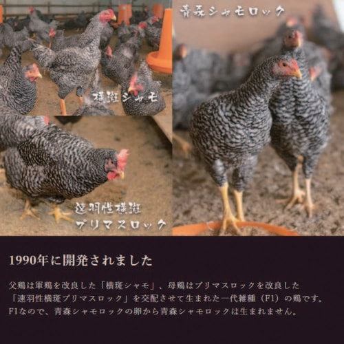 青森シャモロック 和の焼肉セットA (1ー2人前)