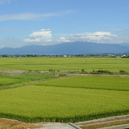 米屋五郎兵衛(2kg × 1袋)