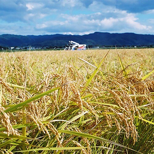 米屋五郎兵衛(2kg × 1袋)