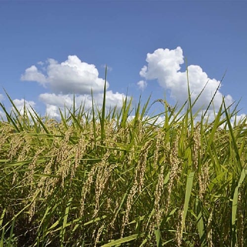 米屋五郎兵衛 (2kg × 1袋)