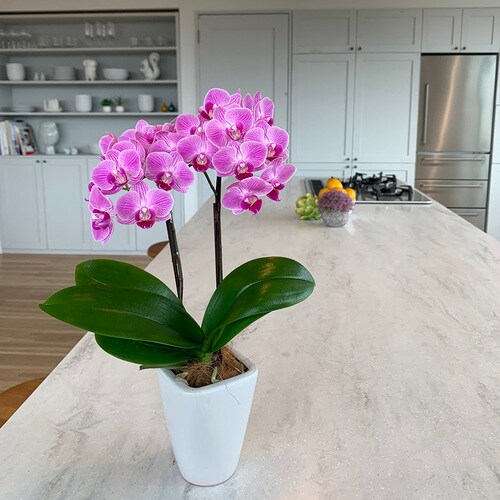 テーブル胡蝶蘭(3号鉢2本立ち 濃ピンク)