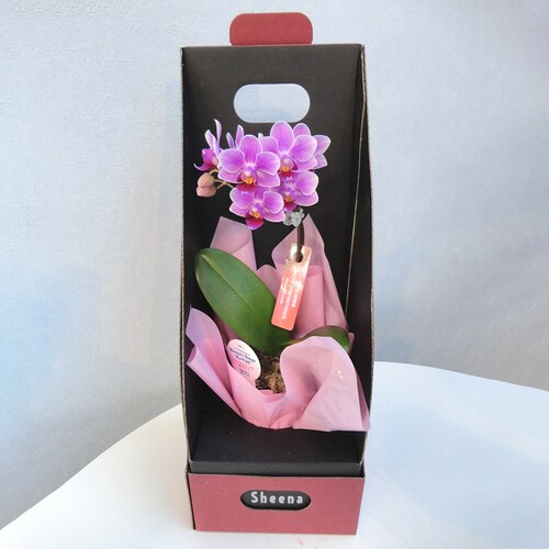 マイクロ胡蝶蘭(2.5号鉢1本 淡ピンク)