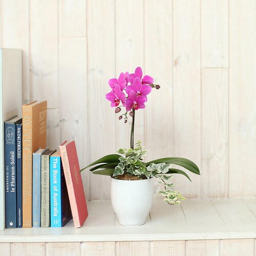 ミディ胡蝶蘭観葉寄せ(4.5号鉢1本 濃ピンク)