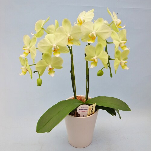 ミディ胡蝶蘭(4号鉢ラージ2本立ち イエロー系)