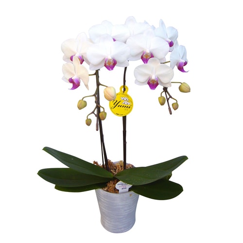 ミディ胡蝶蘭(4号鉢ラージ2本立ち ホワイト系)