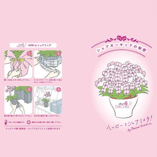 シェアオーキッド(10号鉢10本立ち ホワイト系)