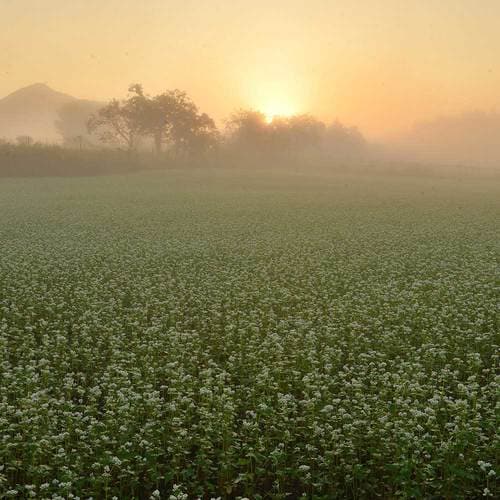半なま 京蕎麦 味くらべセット