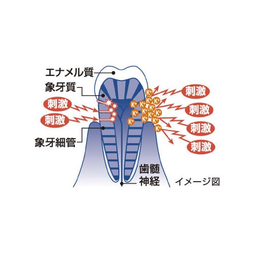 シュミテクト歯周病ケア 6本入