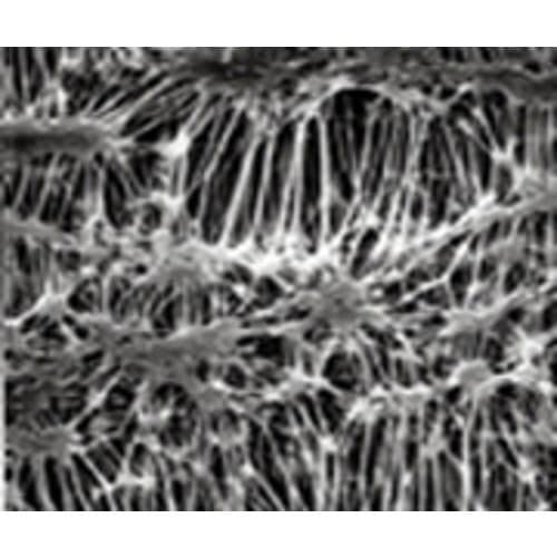 フロリナトフィルタFGLP04700百枚