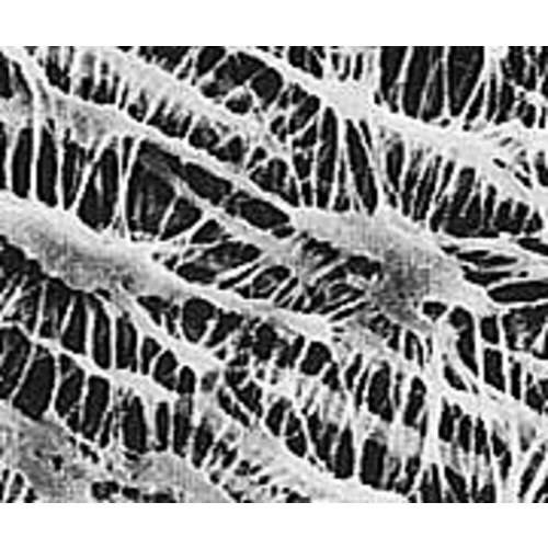 オムニポアメンブレン JGWP04700