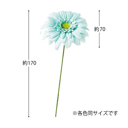 ガーベラフルリール−S/ベビーブルー−312本×2