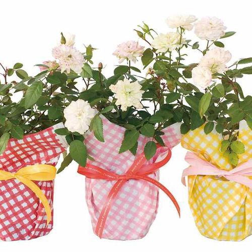 チェックショートPEロール−ピンク 1巻×2