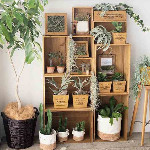 デイリーワークスウッドボックス−L 1個