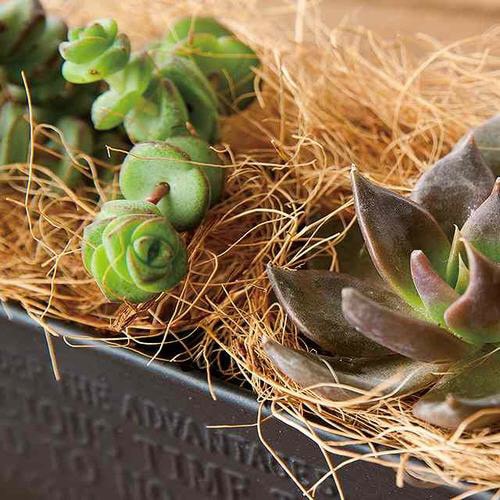 ファイバーパッキン−ココナッツ 1個×10