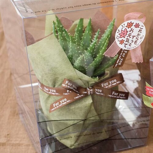 フォーユーブラウングログランリボン−1 1巻×3