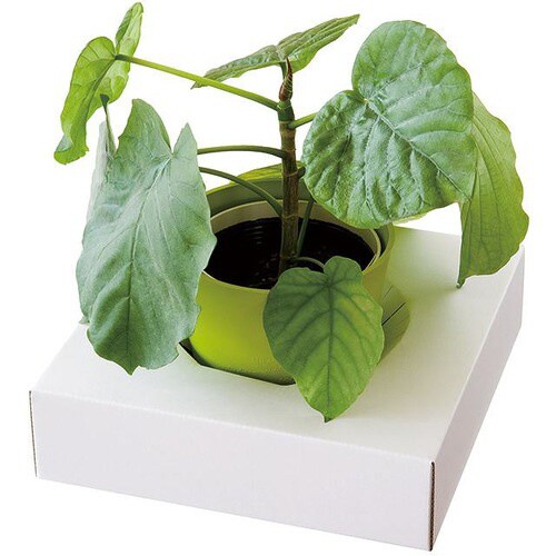 フラワースタンドパッド−2 20枚×2