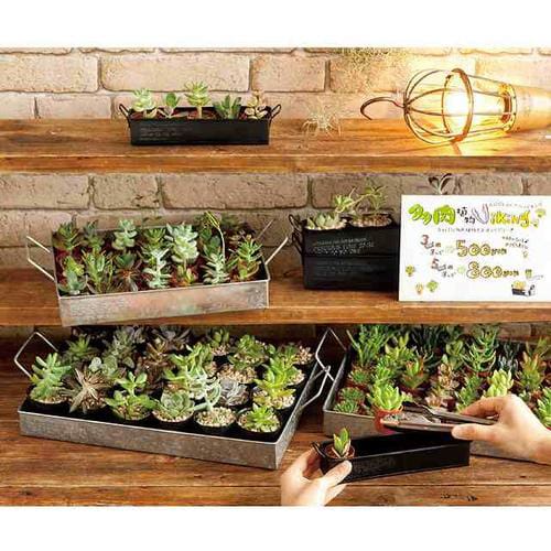 ブリキトレイ−S 1個×5