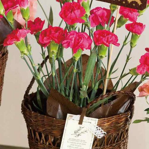 フレンチフロストPEロール−ブラウン 1巻×2