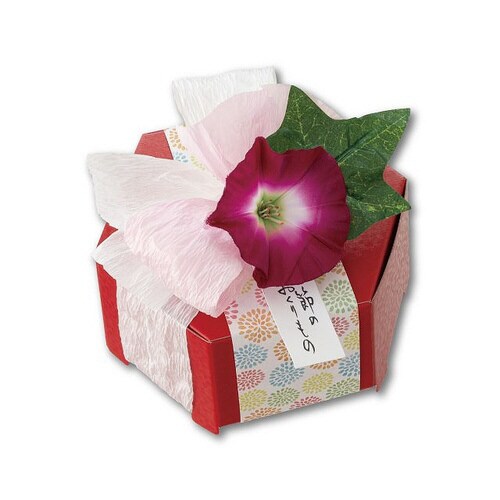 ペーパーラフィア PR−50PP 1巻×5