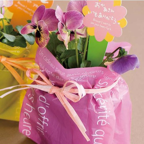 ペーパーラフィア PR−MLG 1巻×5