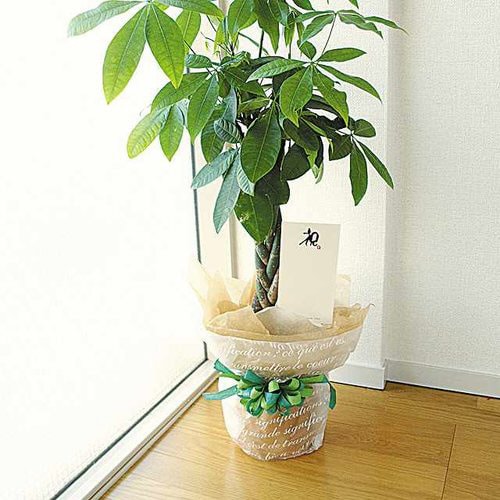 メッセージギフトカード MGC−OI 20枚×3