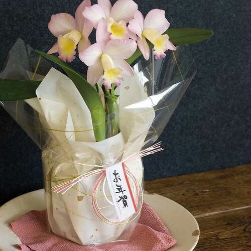 ロング水引/金 50本×5