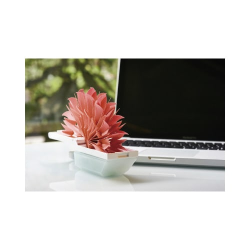 ちょこっとオアシス プラスC コーラルピンク