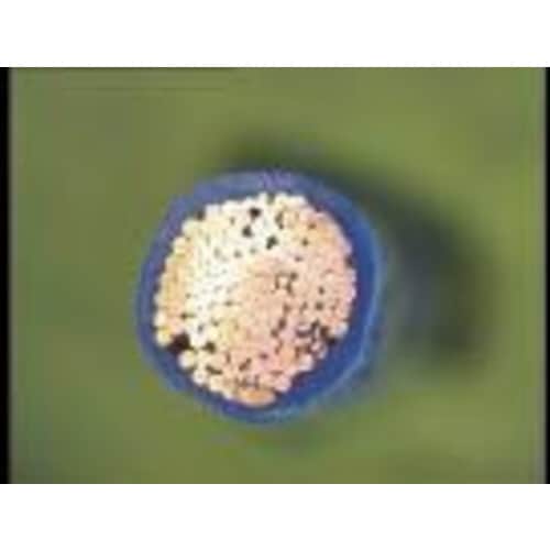 ヨーロッパサイズストリッピングセット