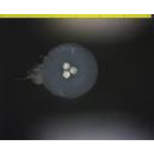 ヨーロッパサイズストリッピング用替刃