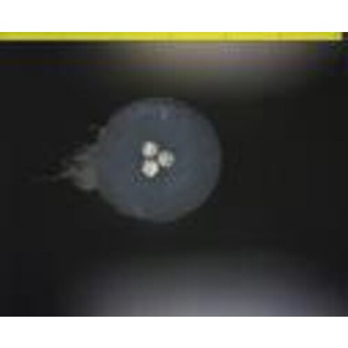 ヨーロッパサイスストリッピングセット