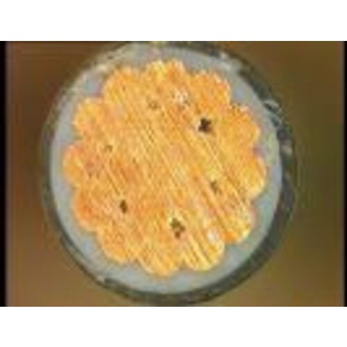 ラドックス単一導体ストリッピングセット