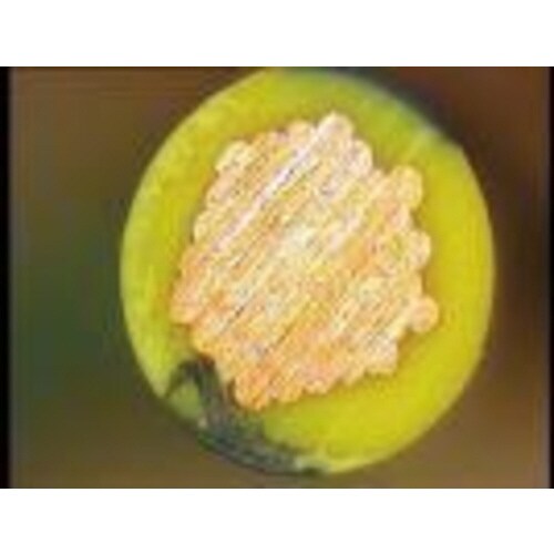 ヨーロッパサイズストリップ用替刃