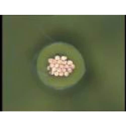 ヨーロッパサイズストリッピングセット