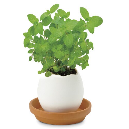 エッグリング ミント EG−5701