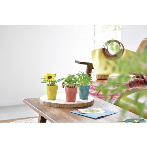 ボタニカルポット ストロベリー GD−90401