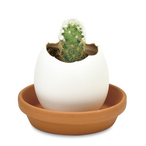 エッグリング カクタス EG−5703