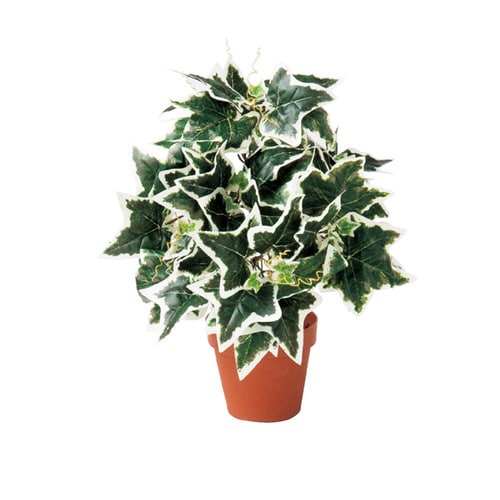 グリーンブッシュポット ポット