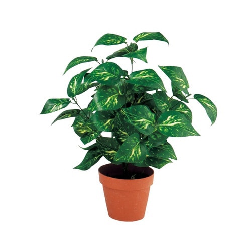 グリーンブッシュポット ポット