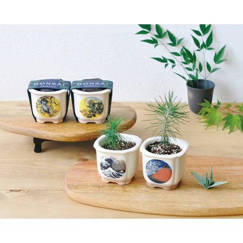 JAPANESE BONSAI 赤富士