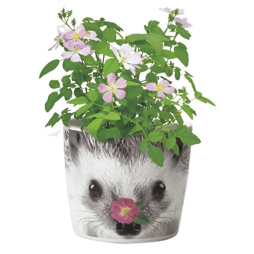 ハナ&アニマルズ ハリネズミ ミニバラ