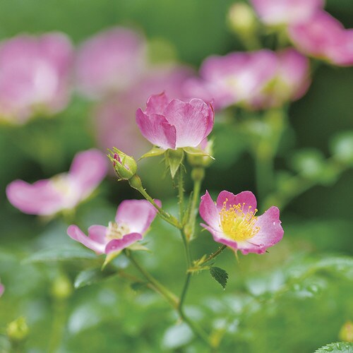 ハナ&アニマルズ ハリネズミ ミニバラ