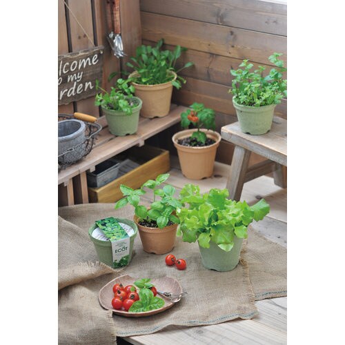 エコット M レタス GD−41101