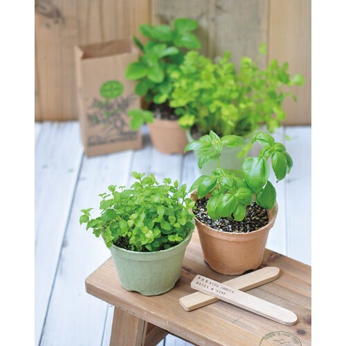 エコット M にんじん GD−41102