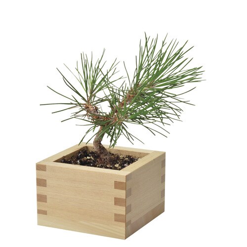 ソダテマス 盆栽セット 黒松 GD−84601