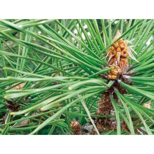 ソダテマス 盆栽セット 黒松 GD−84601