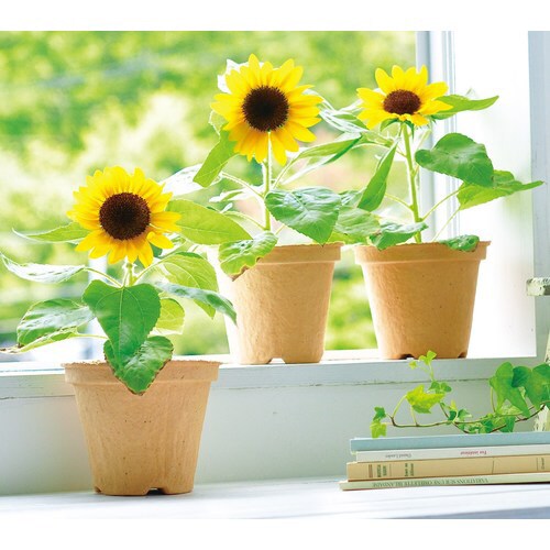 スマイル サンフラワー エコット