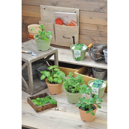 エコット S ストロベリー GD−41006