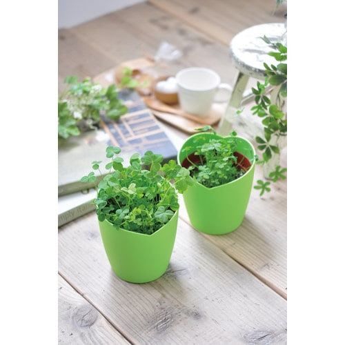 みつかる四葉クローバー栽培セット GD−592